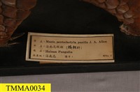 海南穿山甲藏品圖，第11張